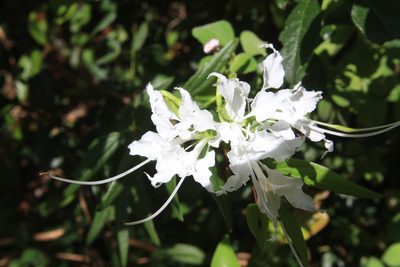 Bauhinia divaricata, photographed by Brian Oakes Haiti Hunter