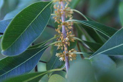 Sideroxylon salicifolium, photographed by Brian Oakes Haiti Hunter