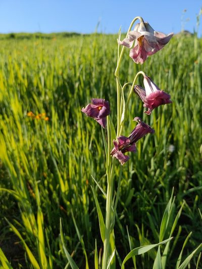 Fritillaria striata, photographed by Jonathan Vaughn
