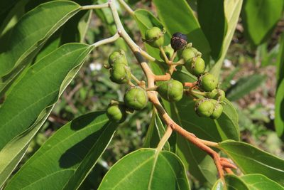 Colubrina arborescens, photographed by Brian Oakes Haiti Hunter