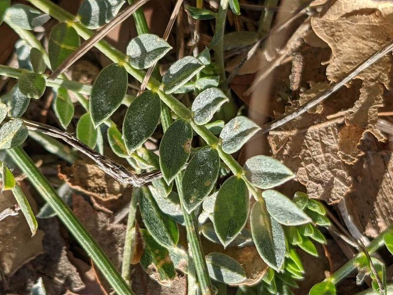 Astragalus incanus, photographed by Denis Bastianelli