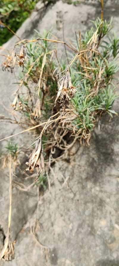 Dianthus rupicola, photographed by Riccardo Rocca