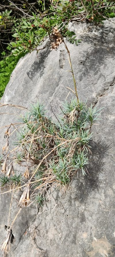 Dianthus rupicola, photographed by Riccardo Rocca