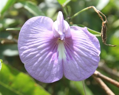 Centrosema virginianum, photographed by Brian Oakes Haiti Hunter