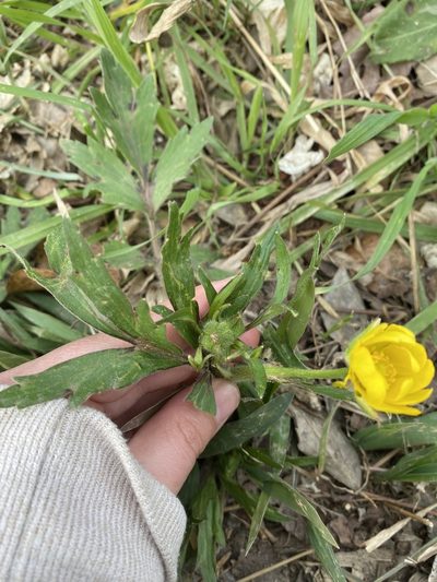 Ranunculus macranthus, photographed by Michelle Lay