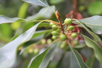 Sideroxylon salicifolium, photographed by Brian Oakes Haiti Hunter