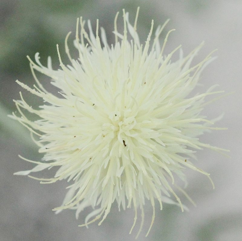 Rhaponticoides kasakorum, photographed by Иван Пристрем