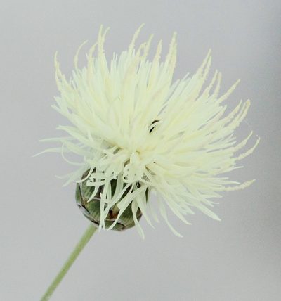 Rhaponticoides kasakorum, photographed by Иван Пристрем