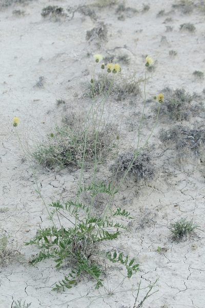 Rhaponticoides kasakorum, photographed by Иван Пристрем
