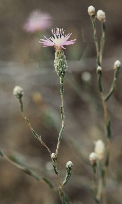 Centaurea pulchella, photographed by Иван Пристрем