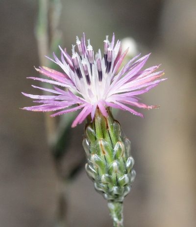 Centaurea pulchella, photographed by Иван Пристрем