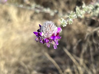 Dalea pulchra, photographed by Reid Hardin