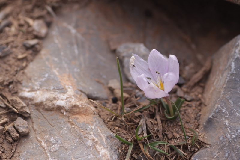 Colchicum triphyllum, photographed by Mark Gurney