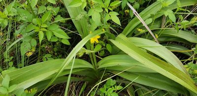 Hypoxis hemerocallidea, photographed by Suvarna Parbhoo Mohan