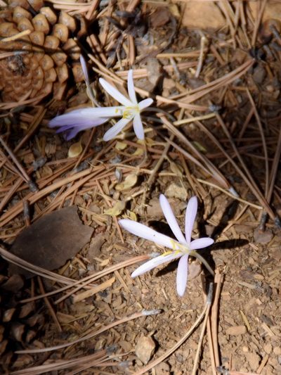 Colchicum troodi, photographed by Nasser Halaweh