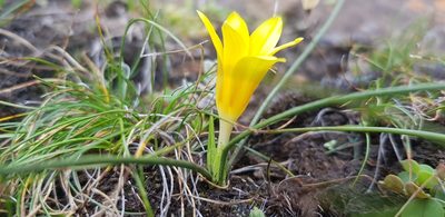 Romulea macowanii, photographed by Suvarna Parbhoo Mohan