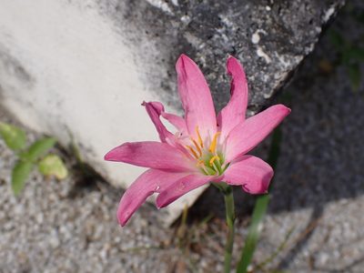 Zephyranthes carinata, photographed by luluchouette
