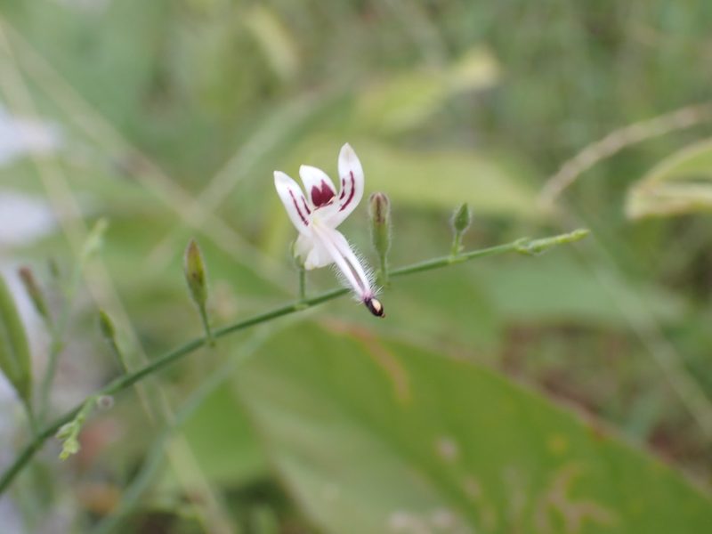 Andrographis paniculata, photographed by luluchouette
