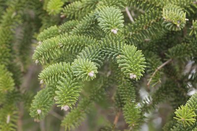 Abies pinsapo, photographed by Mark Gurney