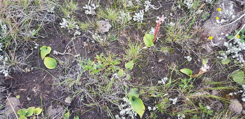 Satyrium longicauda, photographed by Suvarna Parbhoo Mohan