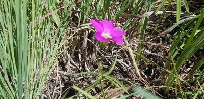 Oxalis smithiana, photographed by Suvarna Parbhoo Mohan