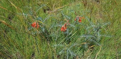 Lessertia frutescens, photographed by Suvarna Parbhoo Mohan