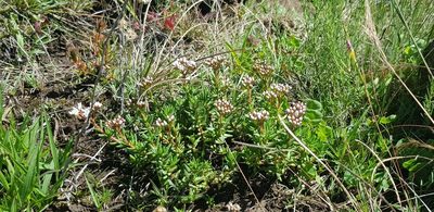 Crassula dependens, photographed by Suvarna Parbhoo Mohan