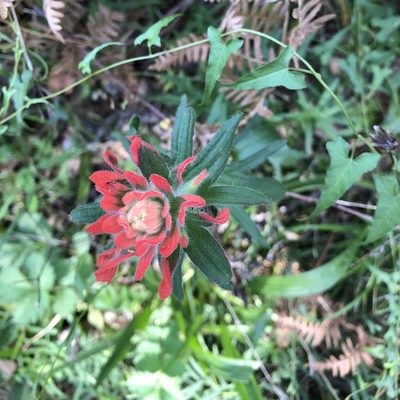 Castilleja affinis, photographed by Christine Rudman