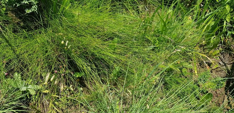 Silene burchellii, photographed by Suvarna Parbhoo Mohan