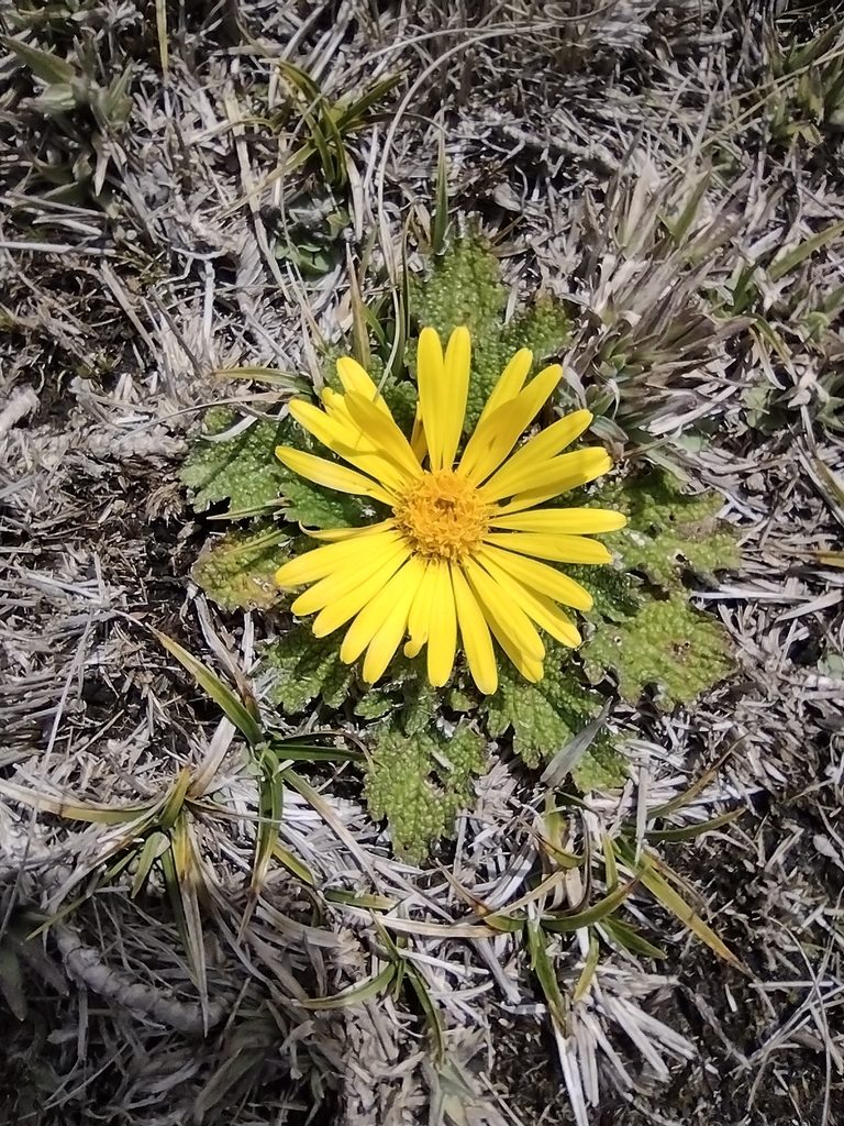 Paranephelius uniflorus, photographed by Manuel Roncal