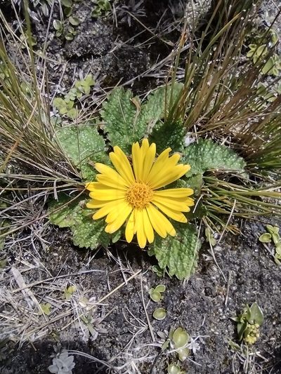 Paranephelius uniflorus, photographed by Manuel Roncal
