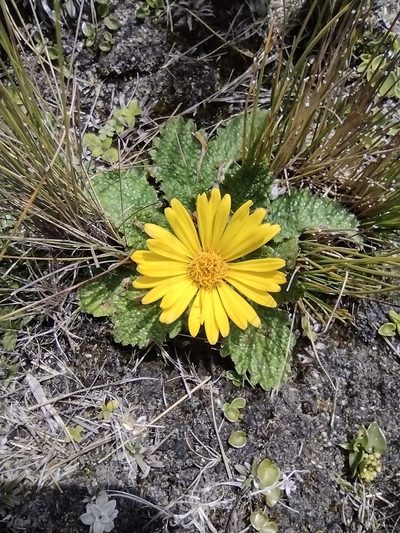 Paranephelius uniflorus, photographed by Manuel Roncal