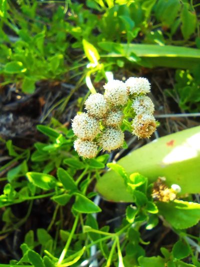 Ageratum maritimum, photographed by Juan Carlos A. Fierro