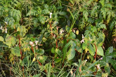 Begonia cucullata, photographed by B. Phalan