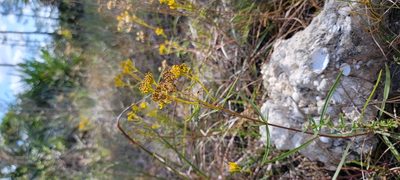 Flaveria linearis, photographed by Michelle Sevcovas