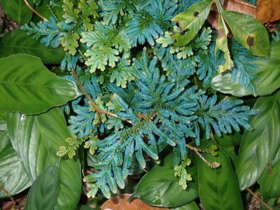 Selaginella willdenowii, photographed by luluchouette