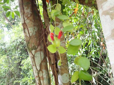 Aeschynanthus radicans, photographed by luluchouette
