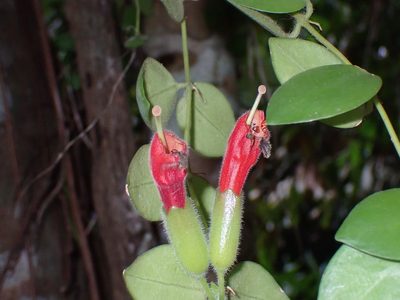 Aeschynanthus radicans, photographed by luluchouette