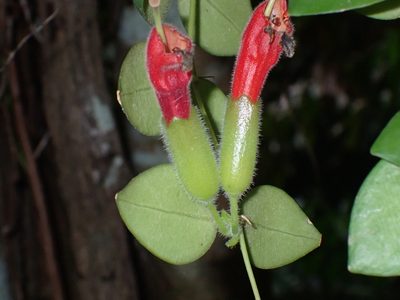 Aeschynanthus radicans, photographed by luluchouette