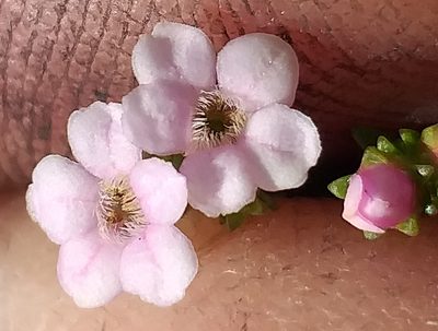 Euchaetis albertiniana, photographed by kevin koen
