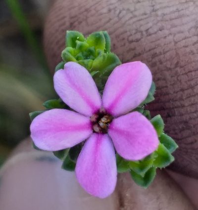 Acmadenia heterophylla, photographed by kevin koen