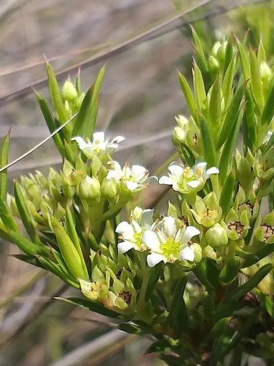 Diosma aristata, photographed by kevin koen