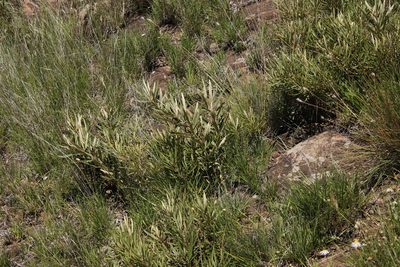Searsia discolor, photographed by Tony Rebelo