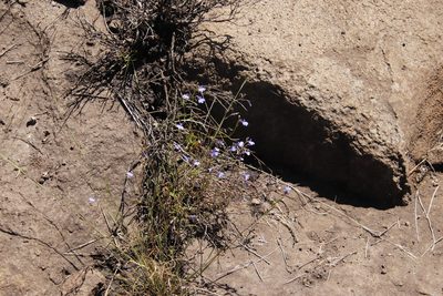 Lobelia flaccida, photographed by Tony Rebelo