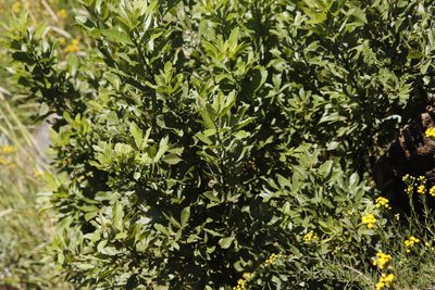 Searsia pyroides, photographed by Tony Rebelo