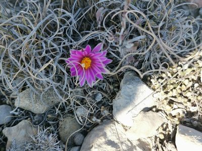 Turbinicarpus valdezianus, photographed by Francisco Martínez González