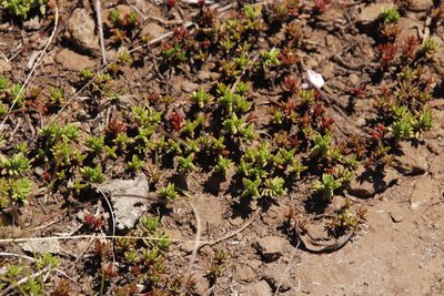 Crassula dependens, photographed by Tony Rebelo