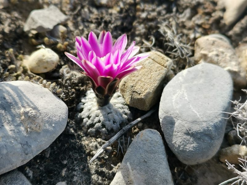 Turbinicarpus valdezianus, photographed by Francisco Martínez González