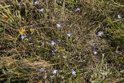 Lobelia flaccida, photographed by Tony Rebelo