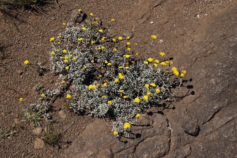 Helichrysum dasycephalum, photographed by Tony Rebelo